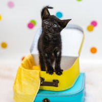 adopt a pet