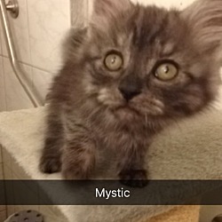 Thumbnail photo of Kittens - Gray Mystique #2