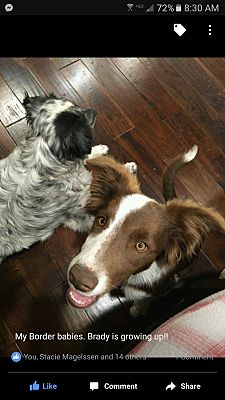 brody the border collie