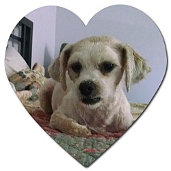 Thumbnail photo of Adopted!!Matilda - IL #4