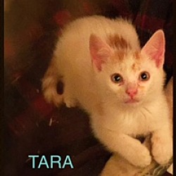 Thumbnail photo of Tara #2
