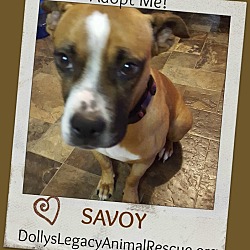 Thumbnail photo of SAVOY #1
