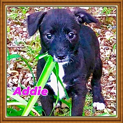 Thumbnail photo of Addie #2