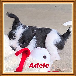Thumbnail photo of Adele #2