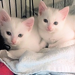 Thumbnail photo of Snowy, Casper and Ghost #1