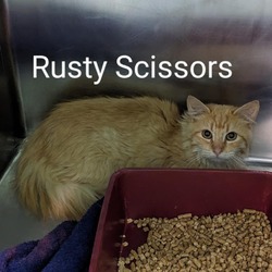 Thumbnail photo of Rusty Scissors #1