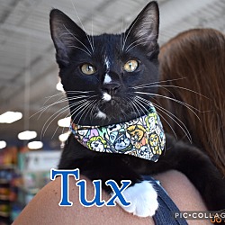 Photo of Tux