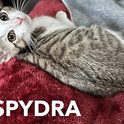 Photo of Spydra