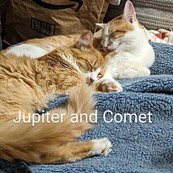 Thumbnail photo of Jupiter #4