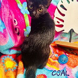 Thumbnail photo of Coal #2