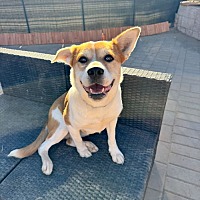 adopt a pet