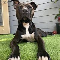 adopt a pet