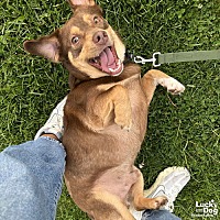 adopt a pet