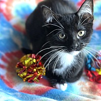 adopt a pet