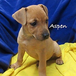 Thumbnail photo of Aspen #1