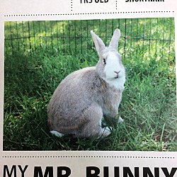 Photo of Mr Bunny