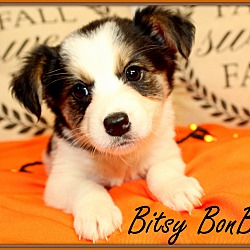 Thumbnail photo of Bitsy BonBon~adopted! #2