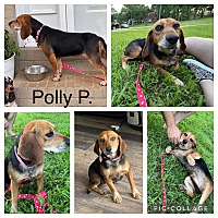 Photo of Polly P