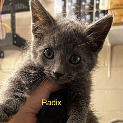 Photo of Raddix