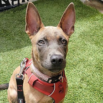 Los Angeles, CA - Belgian Malinois/Pit Bull Terrier. Meet Fox a Pet for ...