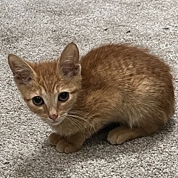 Photo of Mango
