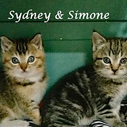 Thumbnail photo of SIMONE (adopt w/SYDNEY #2