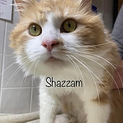 Thumbnail photo of Shazzam #1