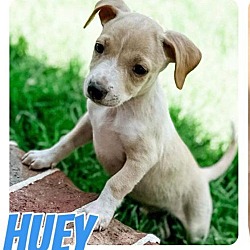 Thumbnail photo of Huey #2