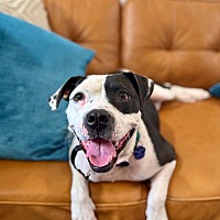 adopt a pet