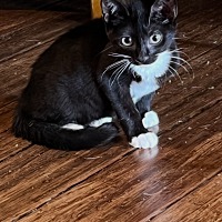 adopt a pet