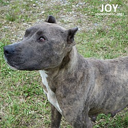 Thumbnail photo of Joy   SOS #2