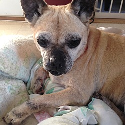 Thumbnail photo of Goldie: adoption pending #2