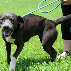 Thumbnail photo of Penny~adopted! #1