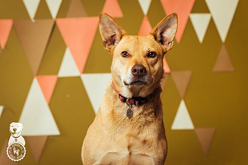 Portland OR Carolina Dog Meet Daisy A Pet For Adoption
