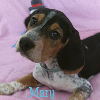 Baltimore Md Beagle Meet Mary A Pet For Adoption