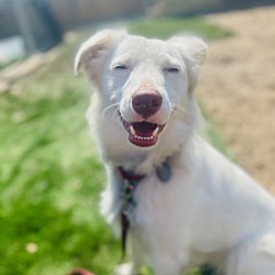 Photo of Ranger