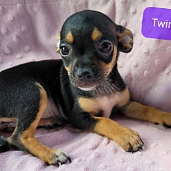 Thumbnail photo of Twinkie #2