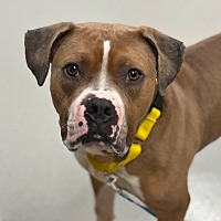 adopt a pet