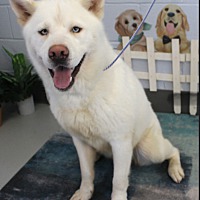 adopt a pet