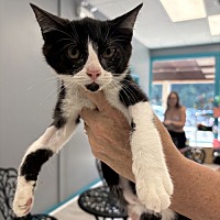 adopt a pet