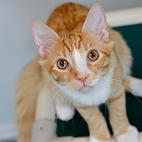 adopt a pet