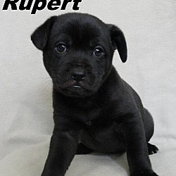 Thumbnail photo of Rupert #1
