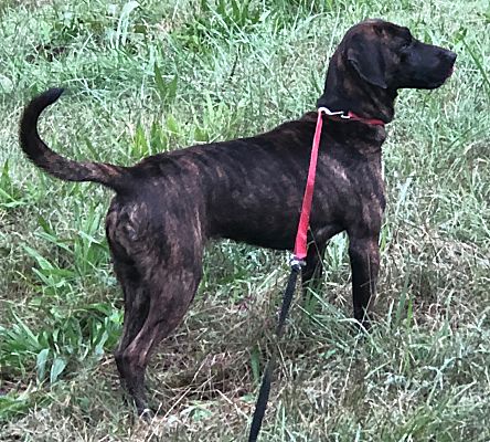 black plott hound