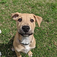 Legacy of Hope Dog Rescue in Broken Arrow, Oklahoma