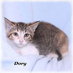 Photo of Dory