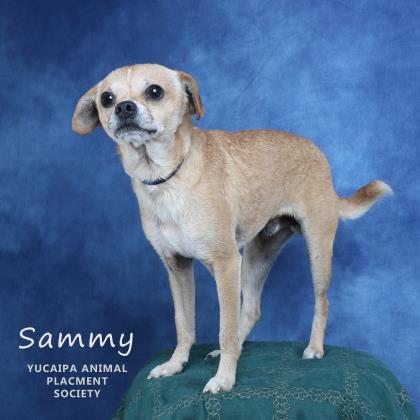 Photo of Sammy (451)