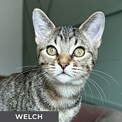 Thumbnail photo of Welch #3
