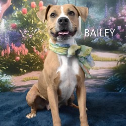 Thumbnail photo of Bailey #1