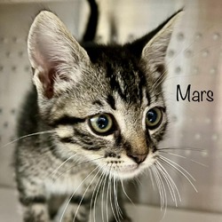 Thumbnail photo of Mars #1