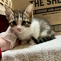 adopt a pet